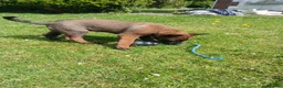 Belgian Shepherd Dog dogs for sale: Belgian Malinois knpv x ring sport fci ikc reg in Omagh - Advert 3
