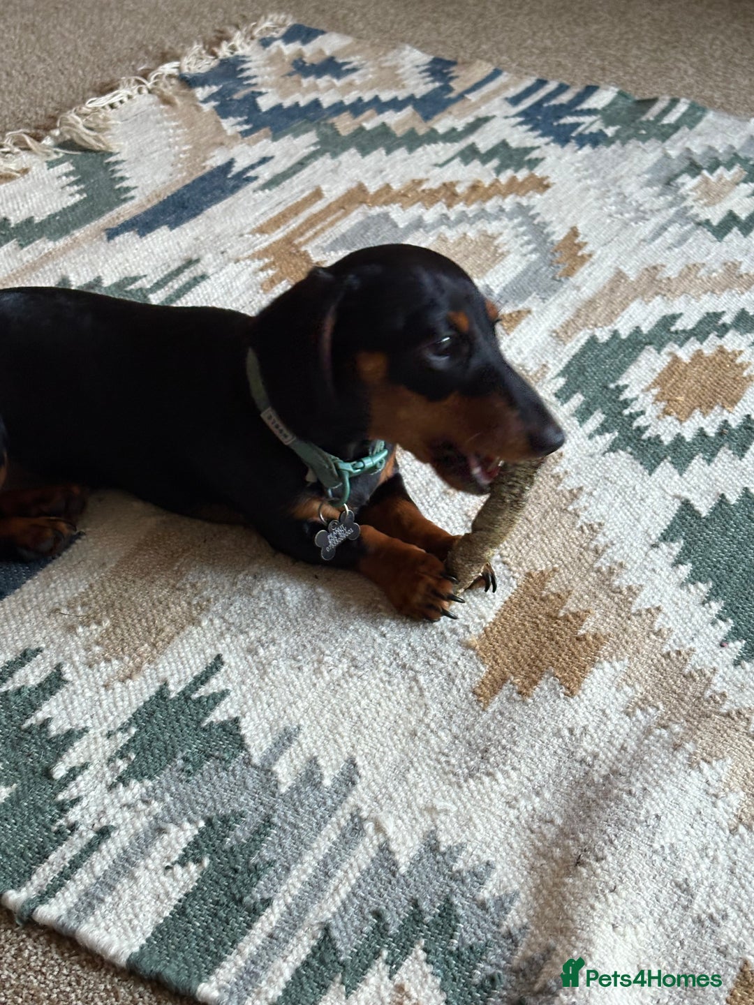 Miniature Dachshund dogs for sale: Miniature Dachshund  - Image 3