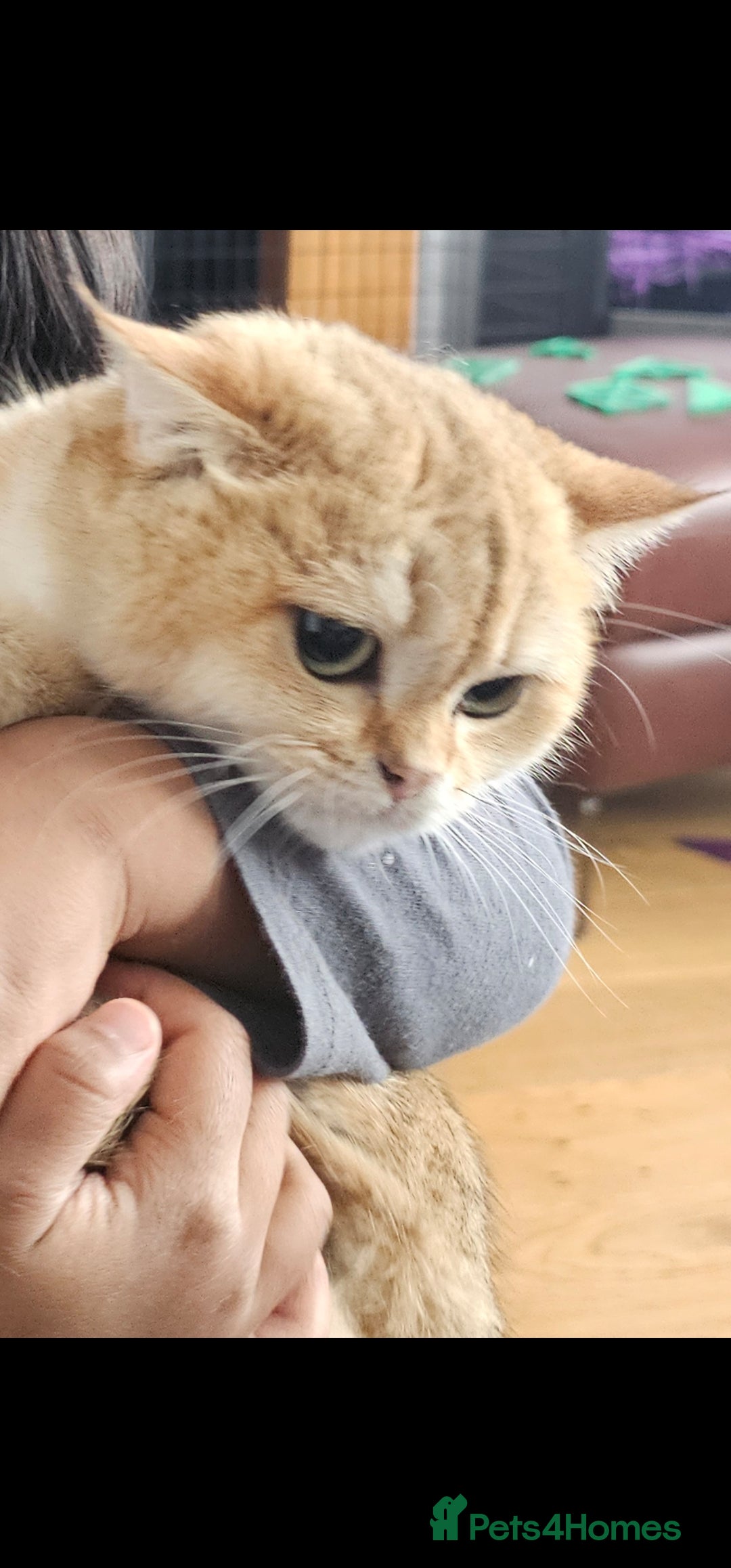 British Shorthair cats for sale: Ative GCCF Golden british short hair  - Image 6