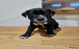 Mixed Breed dogs for sale: Litter of 7 dalmatian cross puppies - Image 16