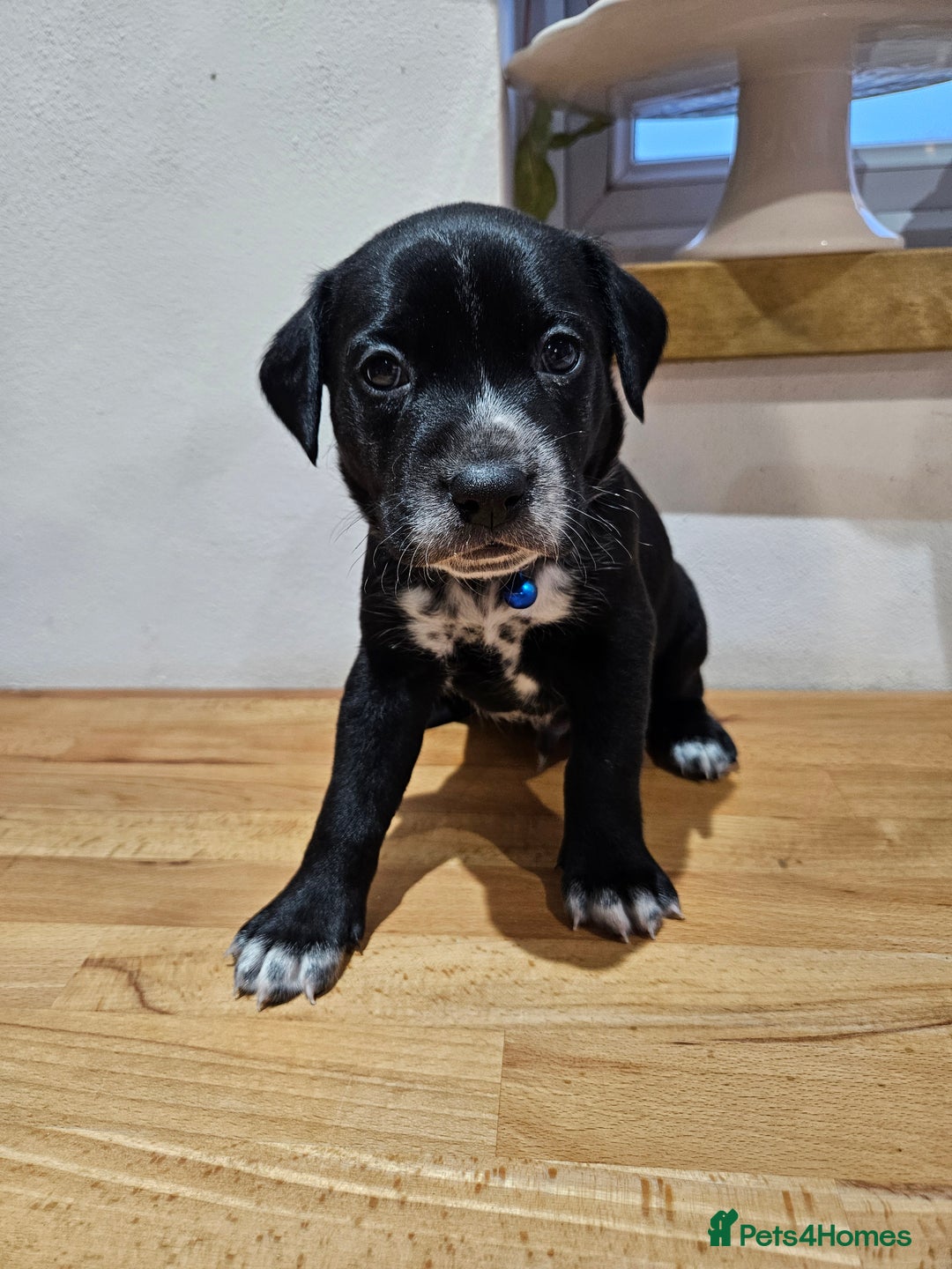 Mixed Breed dogs for sale: Litter of 7 dalmatian cross puppies - Image 16