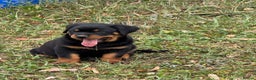 Rottweiler dogs for sale:  lovely chunky beautiful Rottweiler puppies - Advert 8