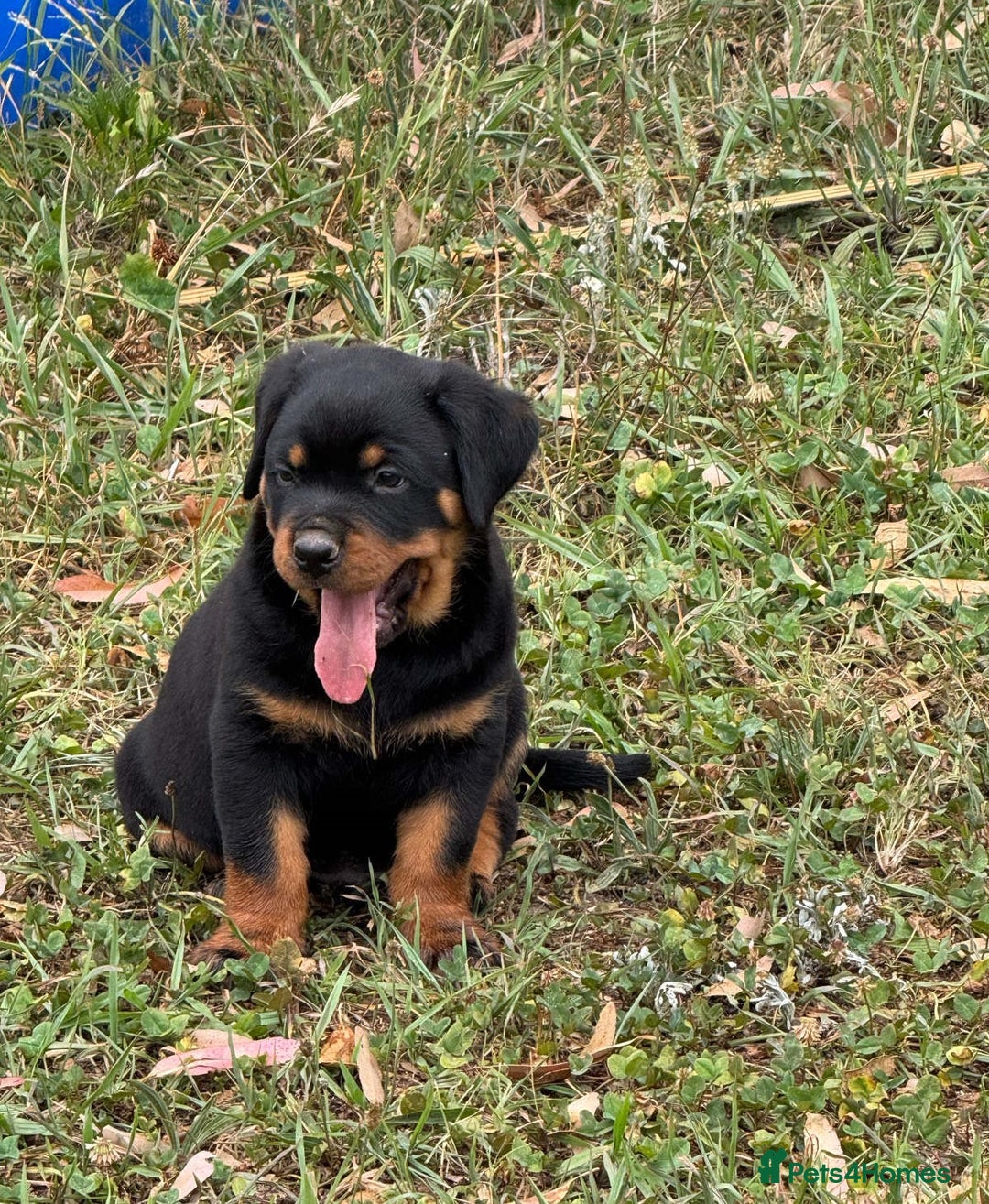 Rottweiler dogs for sale:  lovely chunky beautiful Rottweiler puppies - Advert 8