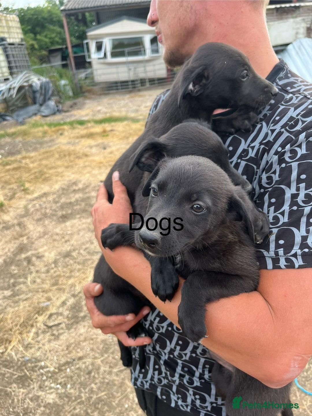 Lurcher dogs for sale: Lurcher pups - Image 3