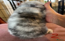 Mini Lop rabbits for sale: A Pair of Stunning Mini Lop Boys - Image 16