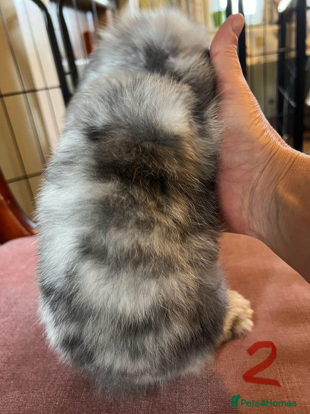 Mini Lop rabbits for sale: A Pair of Stunning Mini Lop Boys - Image 16