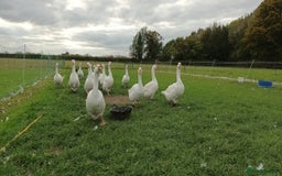 Geese poultry for sale: Large-strain Embden Geese-varying ages 2025 hatch - Image 1