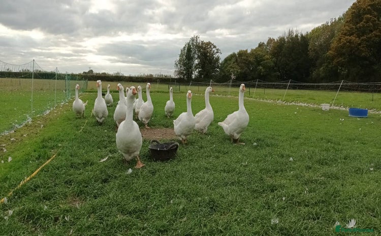 Geese poultry - Advert 1