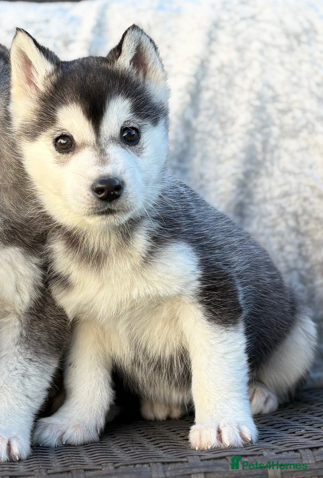 Siberian Husky dogs for sale: Siberian husky puppies - Advert 6