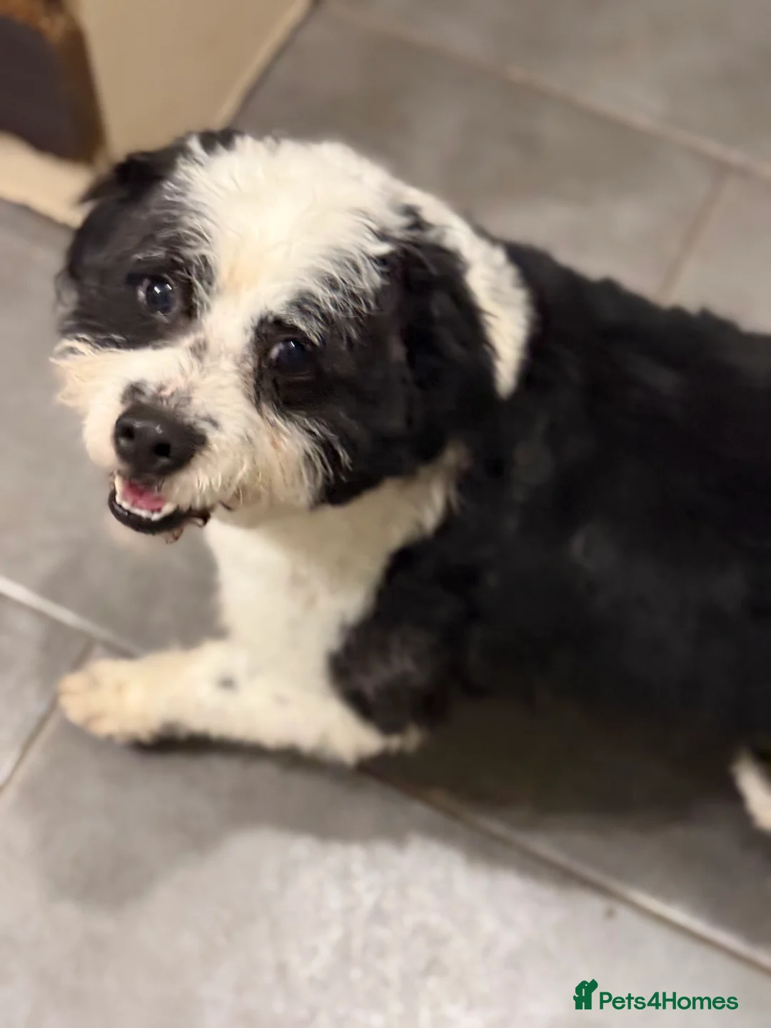 Mixed Breed dogs for adoption: Cute Teddy looking for True Love  - Advert 24