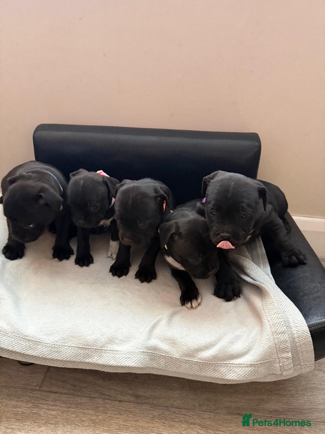 Staffordshire Bull Terrier dogs for sale: Stunning Staffordshire Bull Terrier Pups  - Advert 6