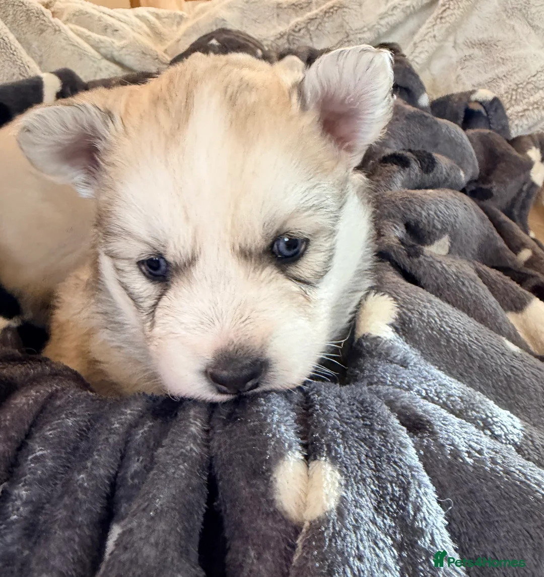 Pomsky dogs for sale: F3 Pomsky puppies  - Advert 5