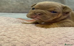 English Bulldog dogs for sale: English Bulldog puppies for sale KC registered  - Image 17