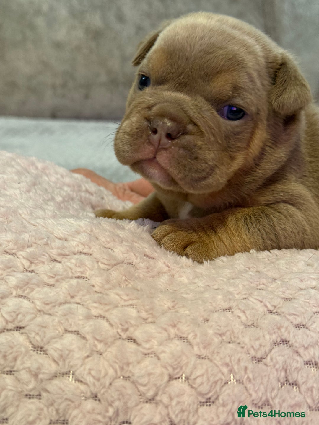 English Bulldog dogs for sale: English Bulldog puppies for sale KC registered  - Image 17