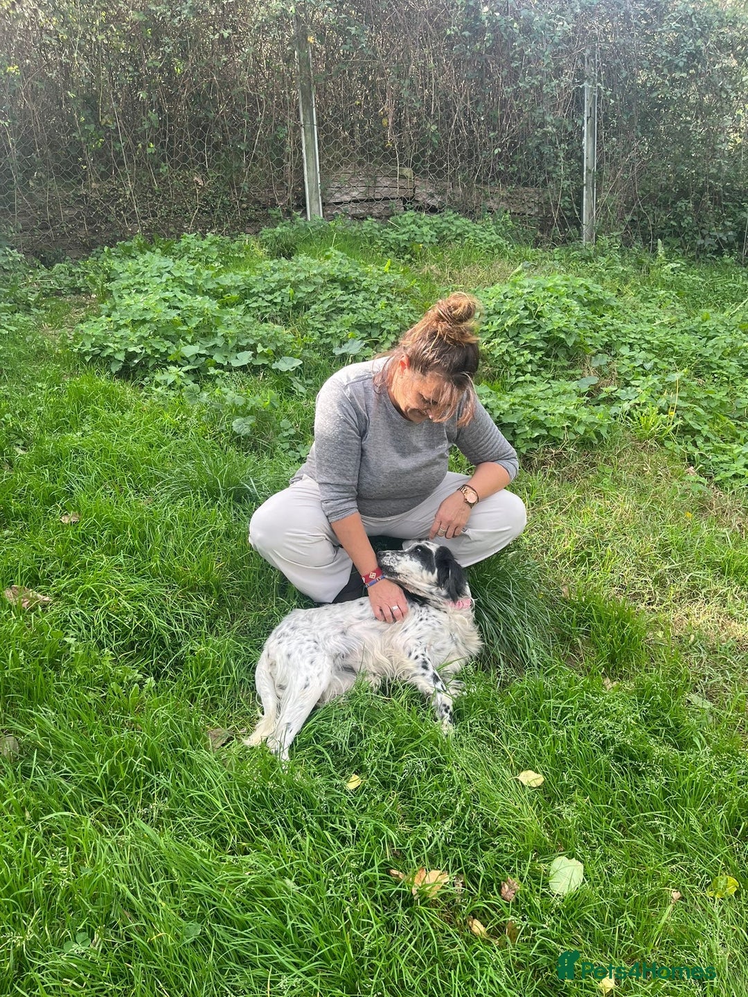 English Setter dogs for adoption: Mascotte - Advert 2