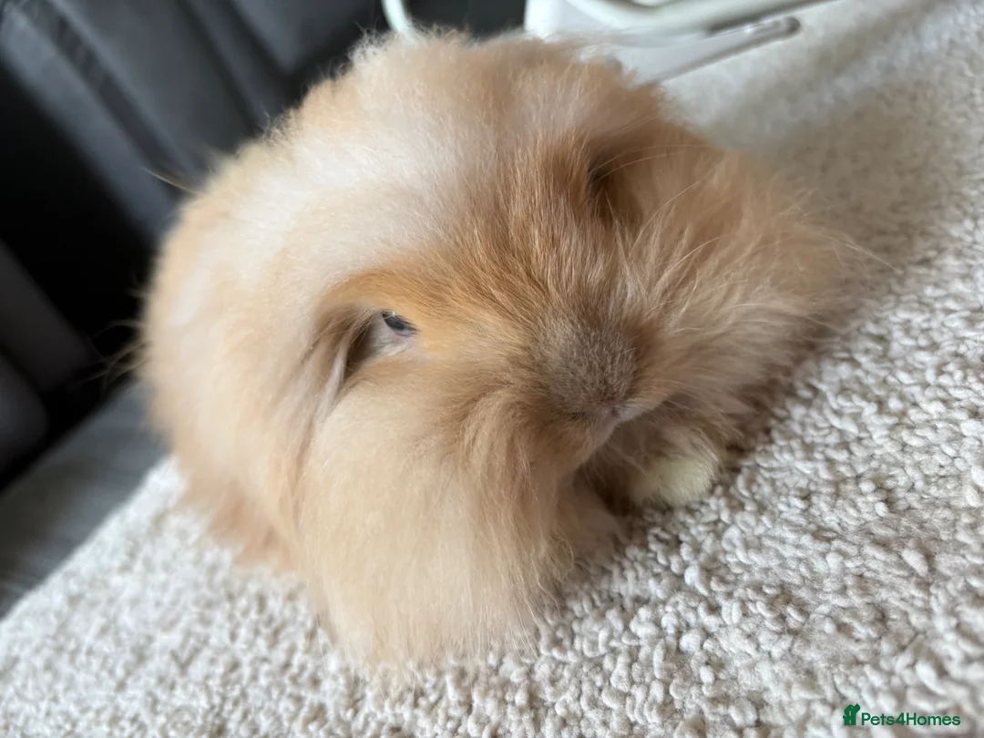Angora rabbits for sale: Beautiful teddywidder buck for sale  - Advert 2