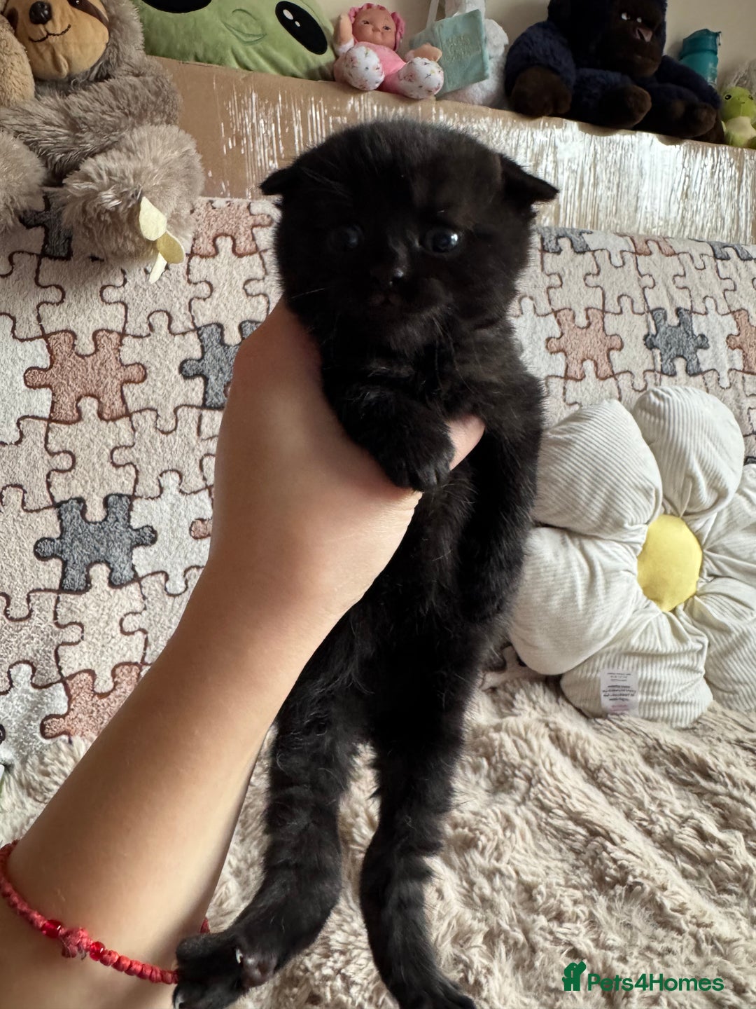 British Shorthair cats for sale: British shorthair cat  - Advert 2