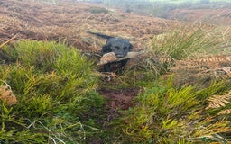 Flat coated Retriever dogs for sale: *2 Males* KC from working health tested parents - Image 13