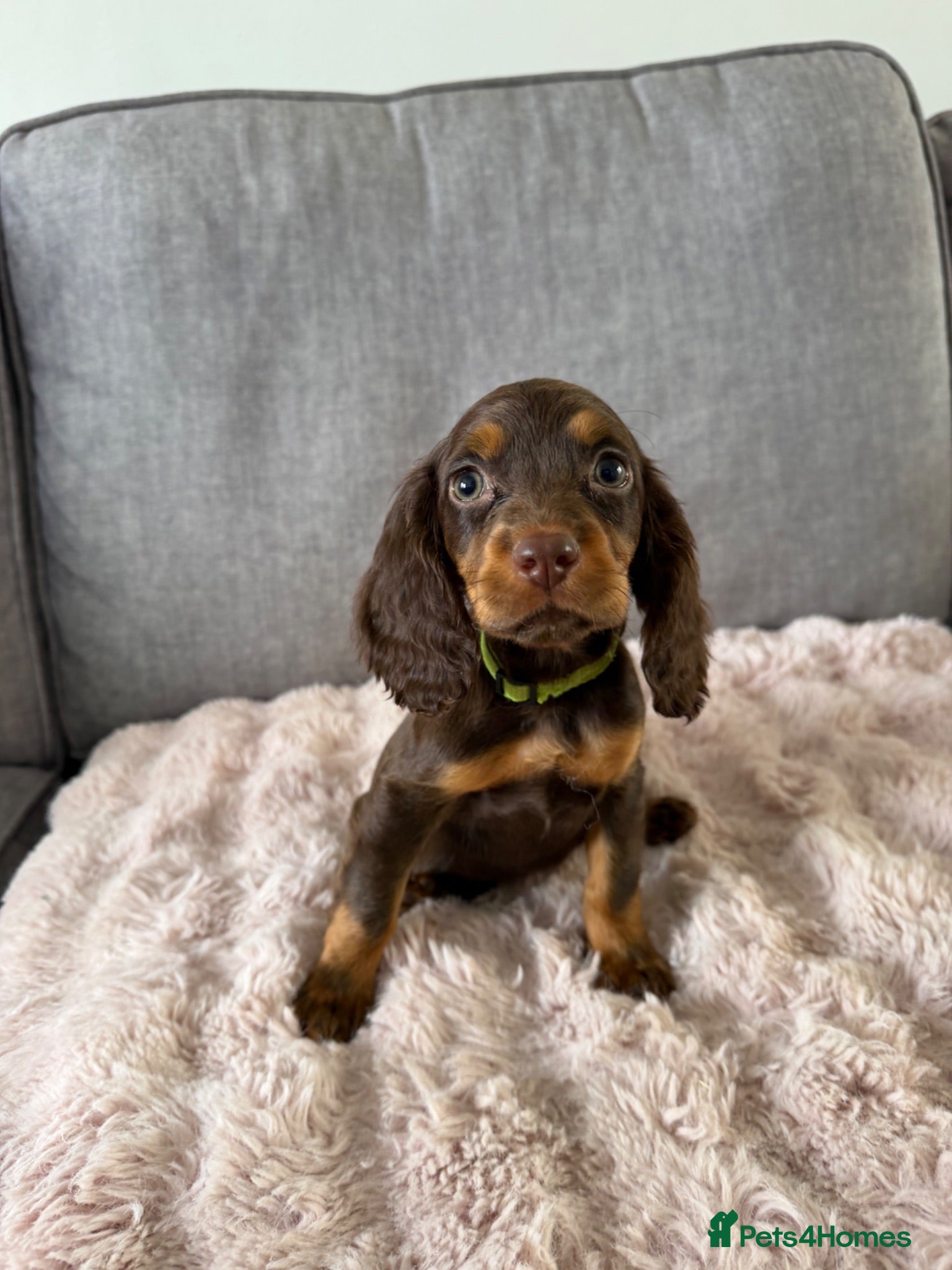 Cocker Spaniel dogs BEAUTIFUL CHOC AND TAN COCKER PUPS READY NOW!  - Advert 15