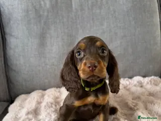 Cocker Spaniel dogs BEAUTIFUL CHOC AND TAN COCKER PUPS READY NOW! - Advert 15