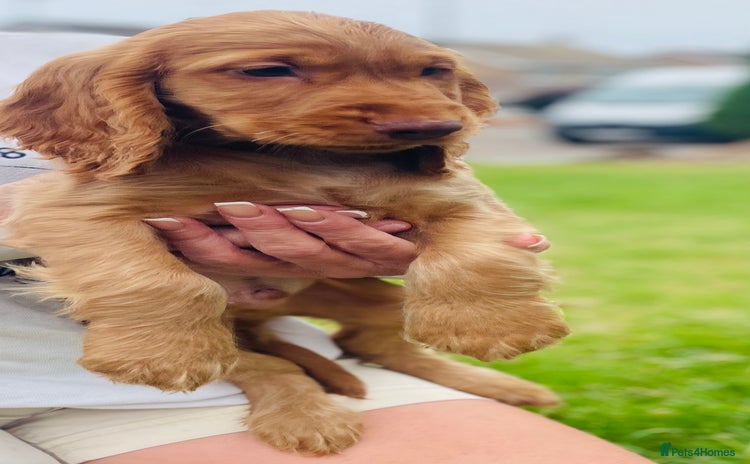 Cocker Spaniel dogs - Advert 2