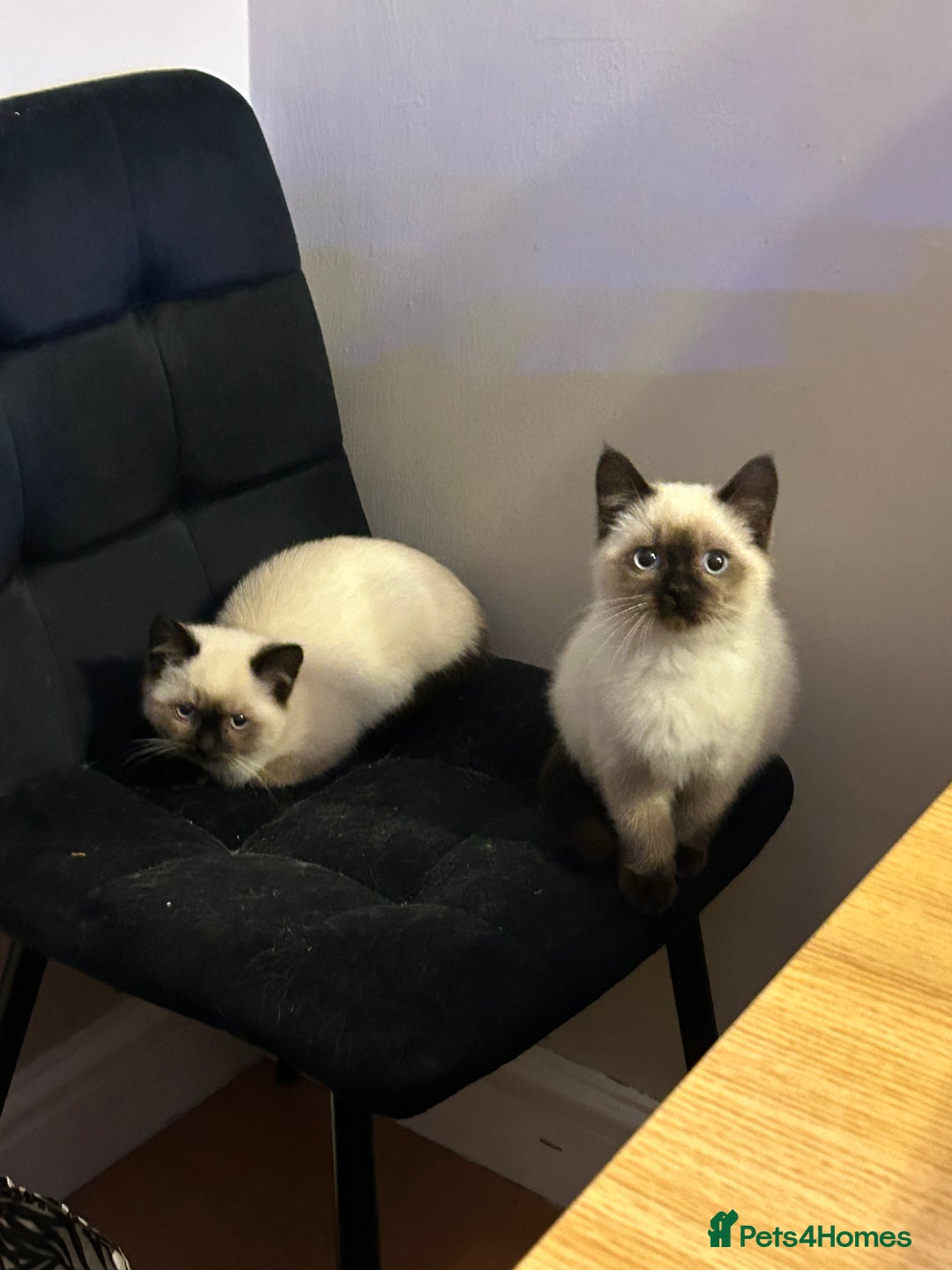 Ragdoll cats for sale: Beautiful Ragdoll x British short hair kittens - Advert 11