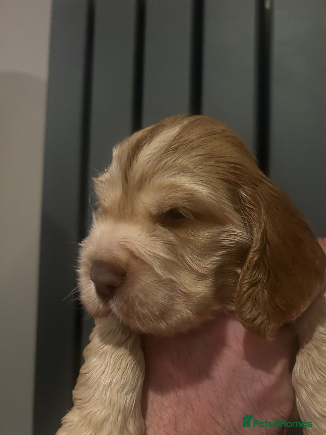 Cocker Spaniel dogs for sale: 💚2 boys available 💚show cocker spaniel puppies  - Advert 18