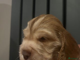 Cocker Spaniel dogs Last 2 boys stunning show cocker spaniel puppies - Advert 11