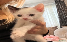British Shorthair cats for sale: Beutiful kittens for sale  - Image 4