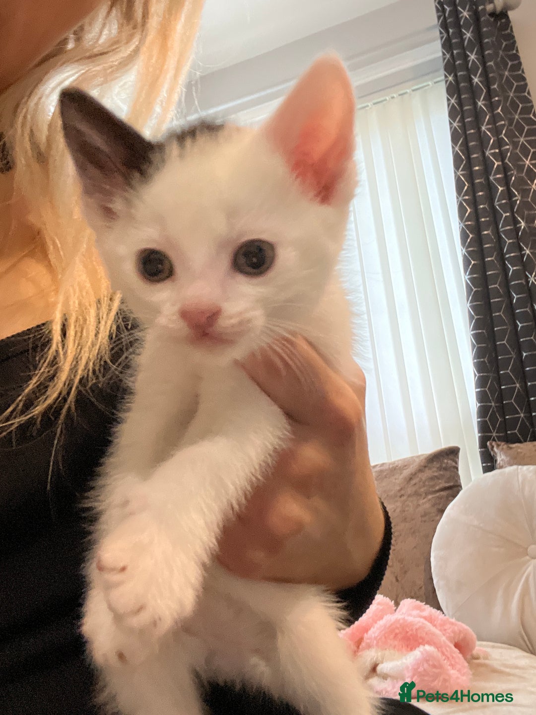 British Shorthair cats for sale: Beutiful kittens for sale  - Image 4