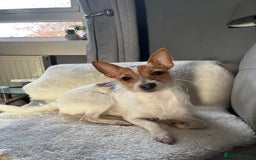 Mixed Breed dogs for sale: Jackawawa puppies - Image 3