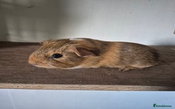 Guinea Pig rodents for sale: Piggies ready to go! - Image 8