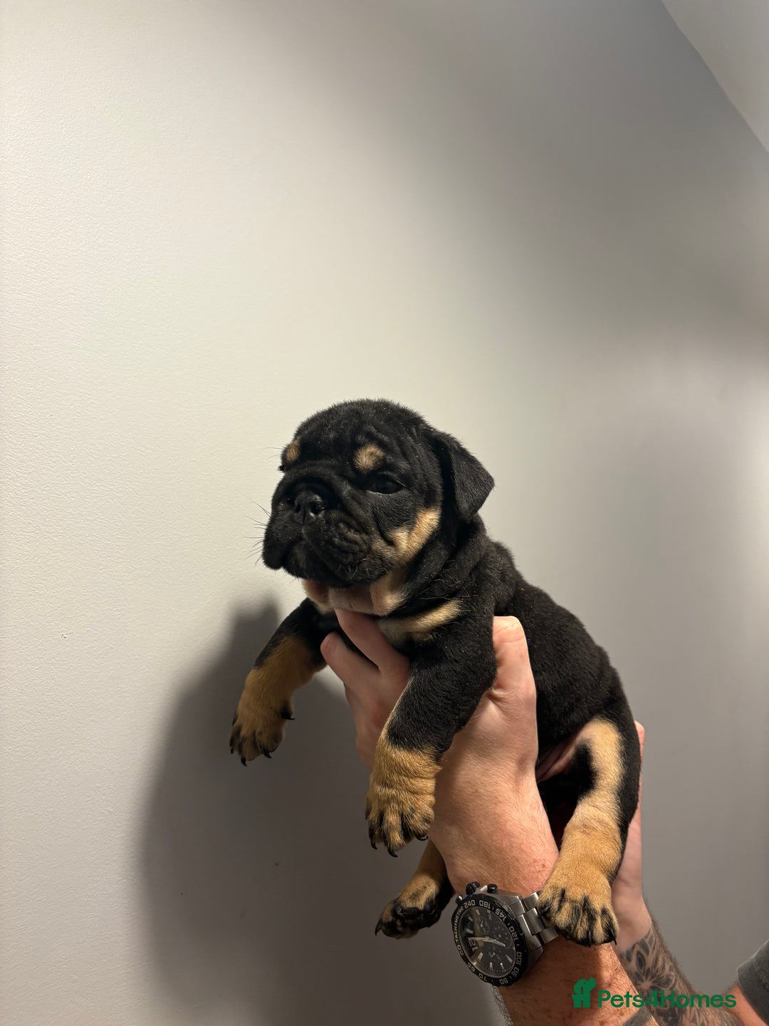 English Bulldog dogs for sale: English Bulldog puppies - Posherbulls bloodlines - Advert 7