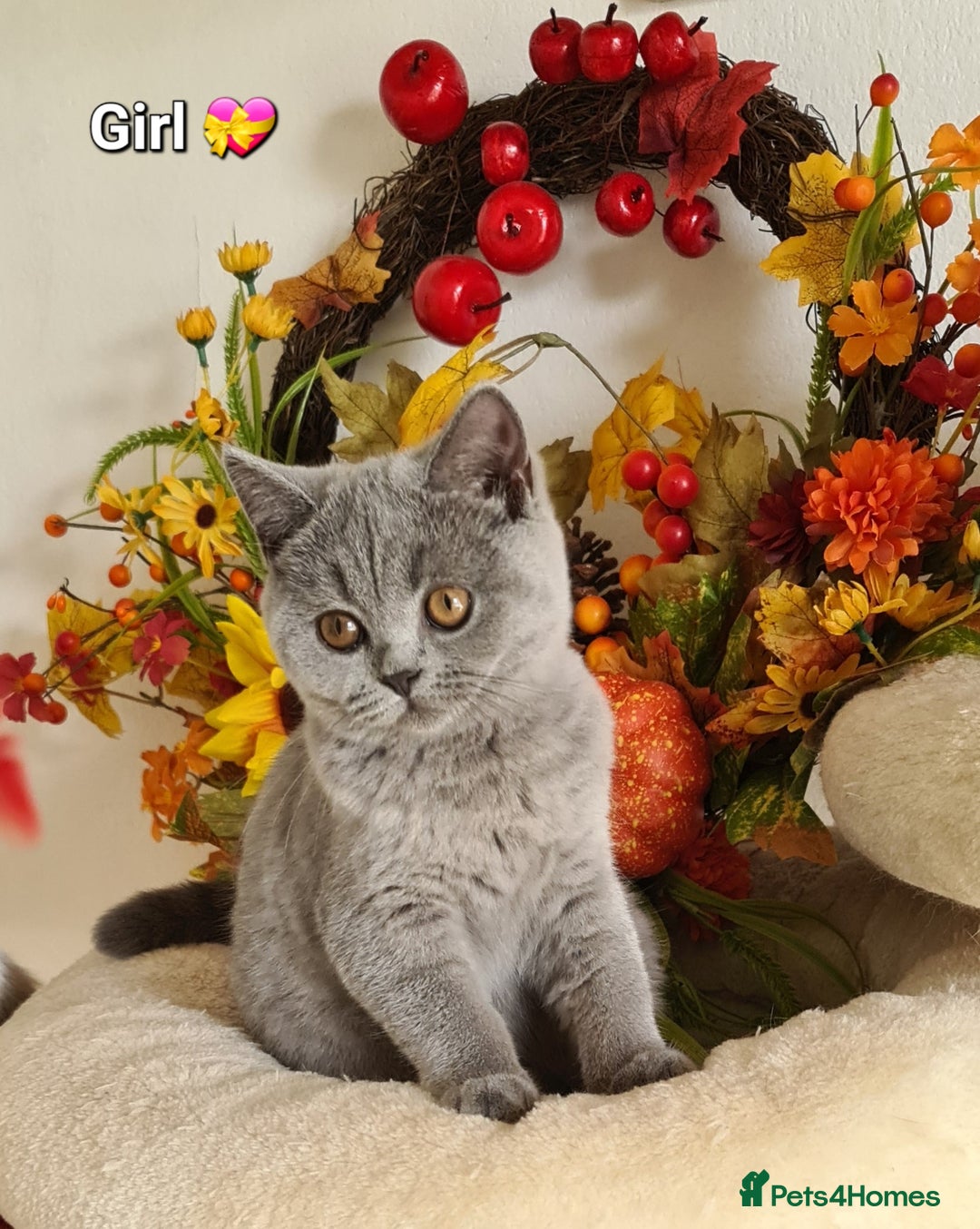 British Shorthair cats for sale: GCCF Lilac,Blue,Bicolor BSH kittens  - Image 6