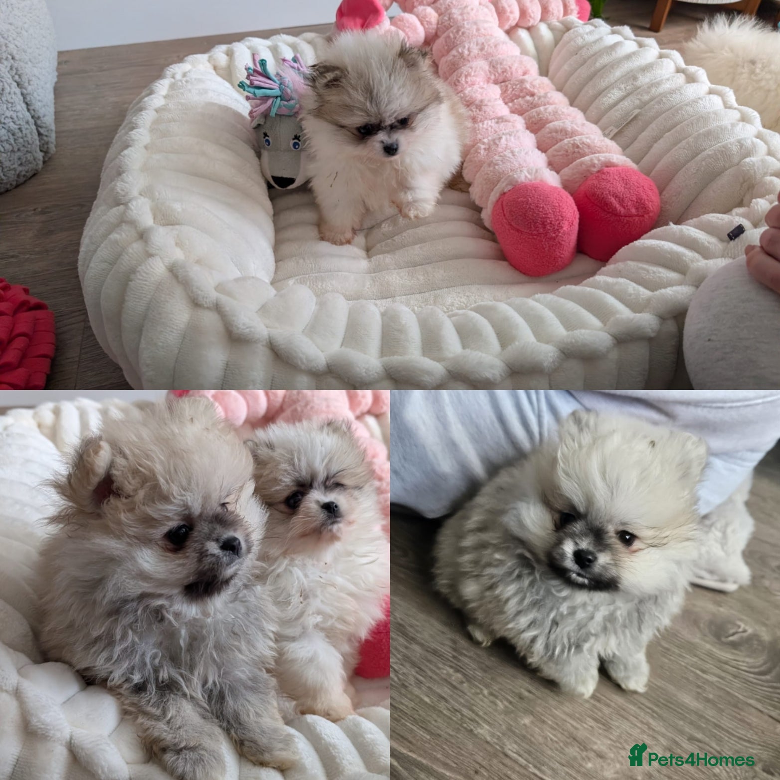 Pomeranian dogs TINY Pure Gorgeous KC Pomeranians Pups - Advert 2