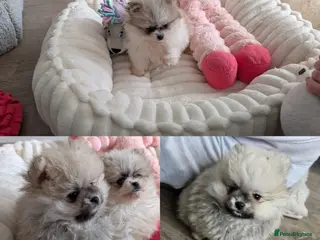 Pomeranian dogs TINY Pure Gorgeous KC Pomeranians Pups - Advert 2