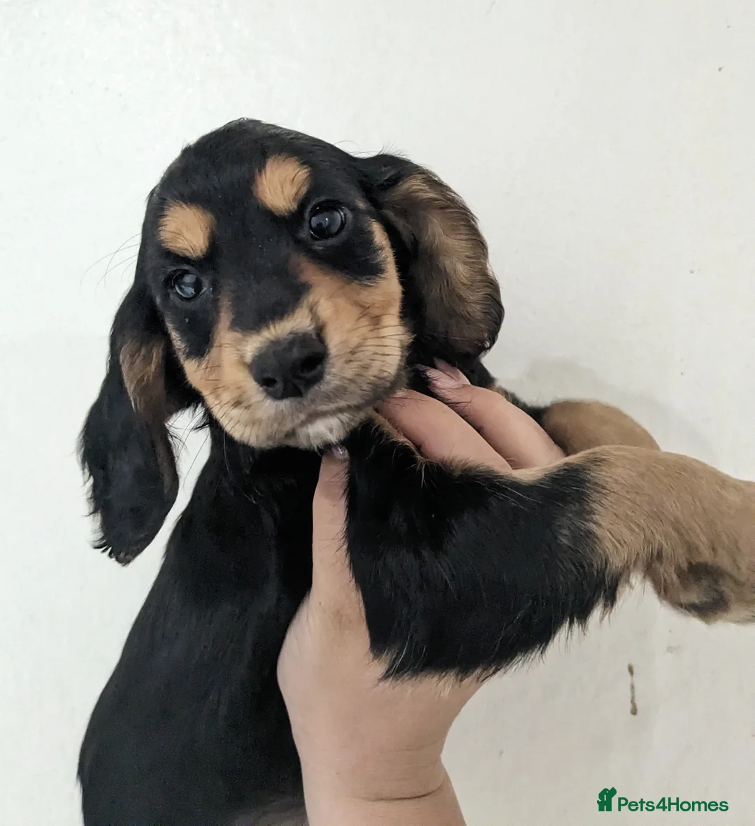 Cocker Spaniel dogs for stud: Outstanding OFTW Red Cocker, FULLY HEALTH TESTED in Bristol - Advert 26