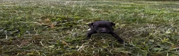 Italian Greyhound dogs for sale: KC Registered Italian Greyhounds Puppies - Advert 9