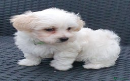 Maltese dogs for sale: Maltese Puppy KC Registred 9 weeks old London EN5 - Image 11