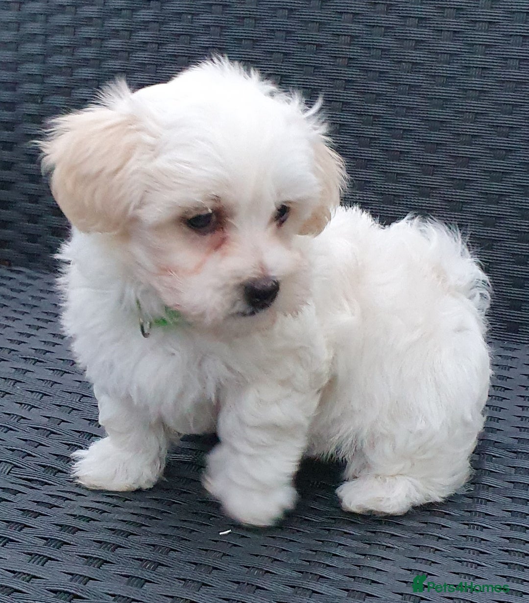 Maltese dogs for sale: Maltese Puppy KC Registred 9 weeks old London EN5 - Image 11
