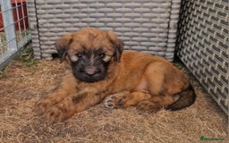 Briard dogs for sale: Briard Female- last minute owner change of mind - Image 4