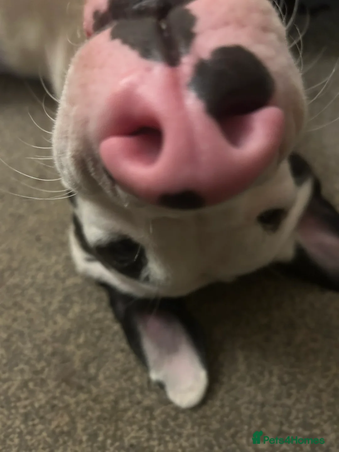 Mixed Breed dogs for sale: Athena  - Advert 2