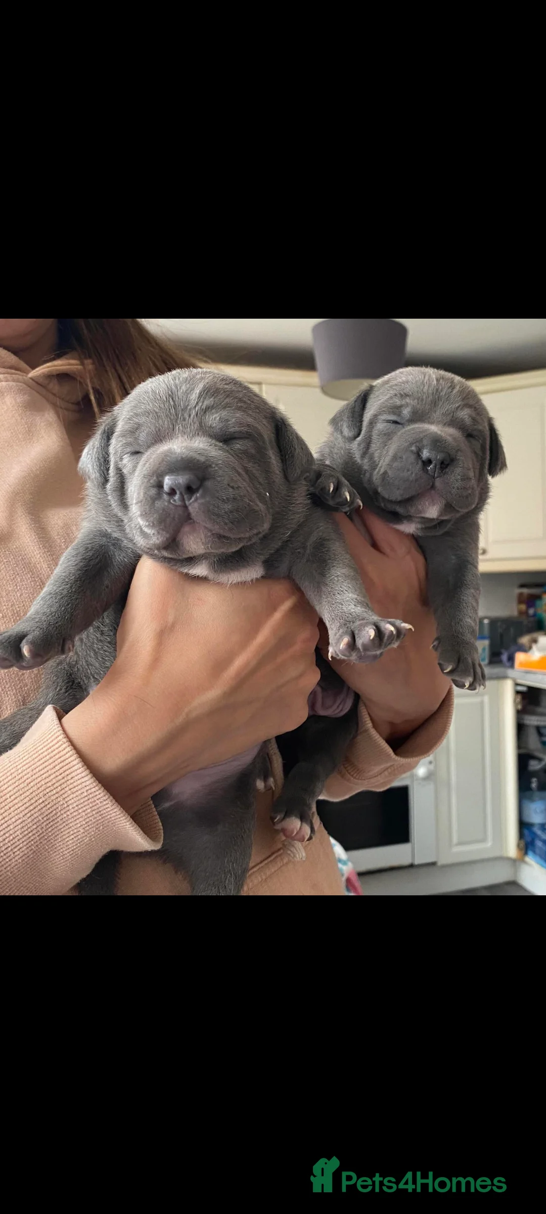 Staffordshire Bull Terrier dogs for stud: King reggie .champion/vagalo lines in Cardiff - Advert 8