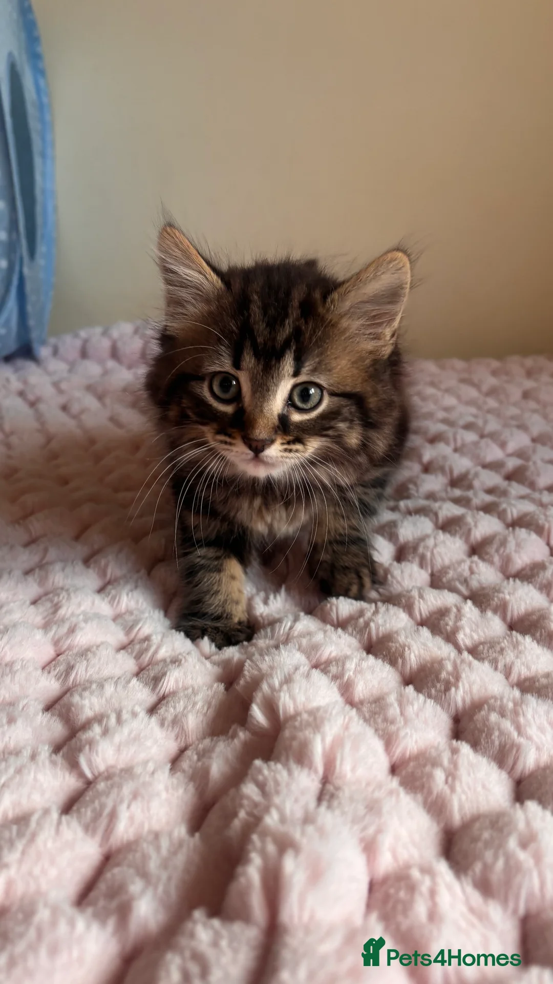 Mixed Breed cats for sale: Beautiful British Short Hair Cross Kittens  - Advert 2