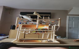 Cockatiels birds for sale: 2 cockatiels for sale - Image 1