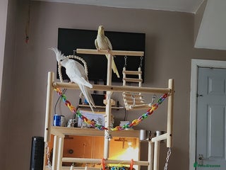 Cockatiels birds for sale - Advert 1