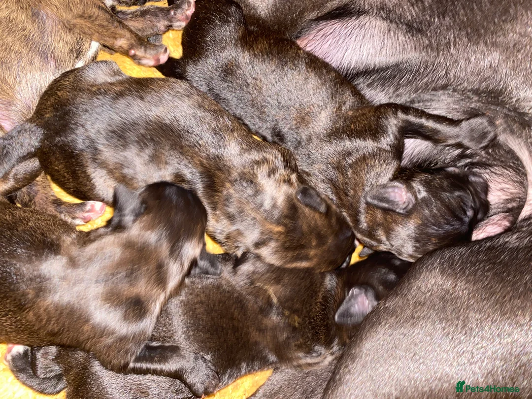 Mixed Breed dogs for sale: 🧬Kc reg mum black boxer & mini boxer pups 🤩 8wk - Advert 38