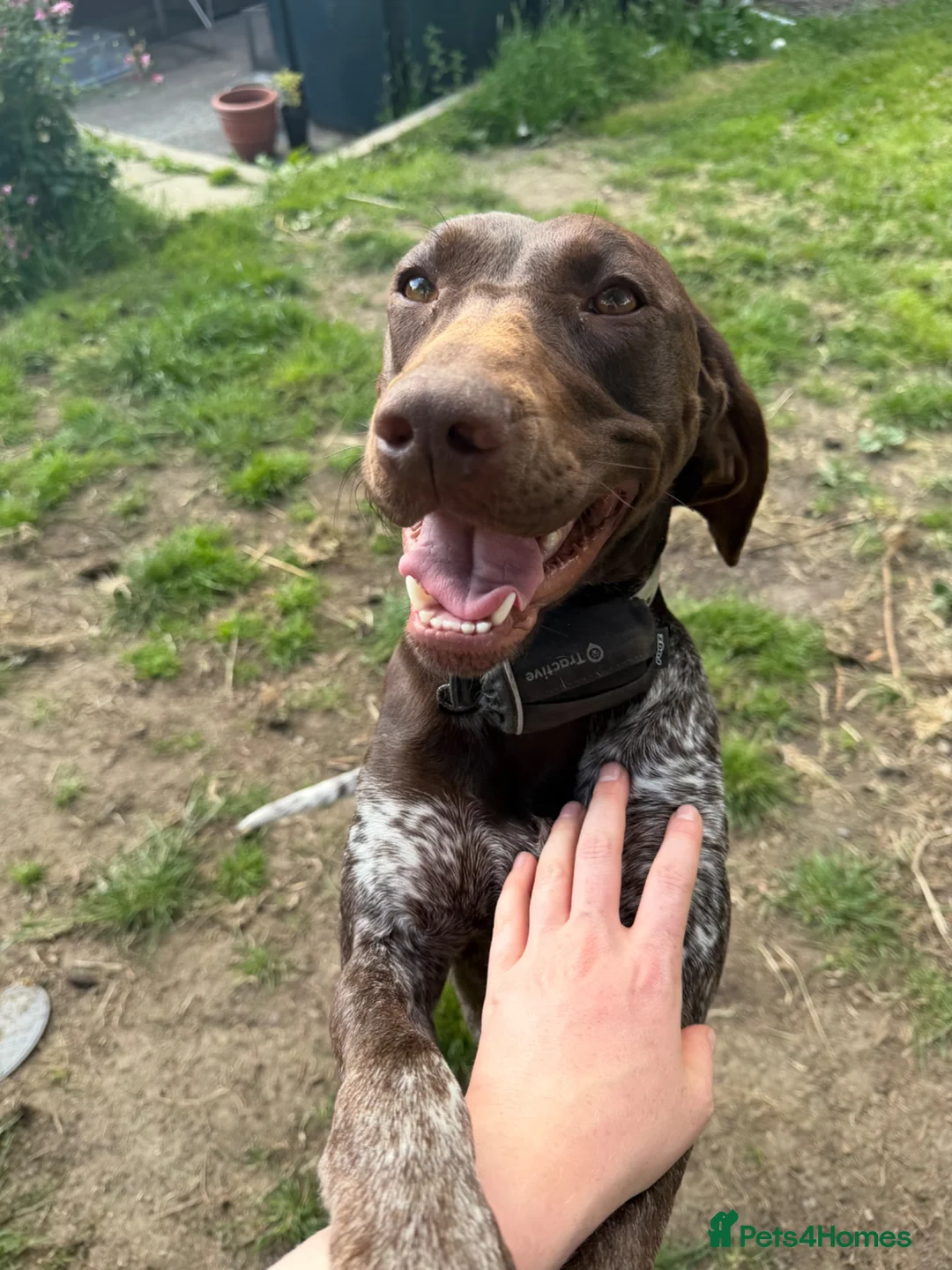 German Shorthaired Pointer dogs for sale: Exceptional Young Dog Loving Family/ Working Home - Advert 5