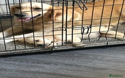 Golden Retriever dogs for sale: Adorable golden retrievers - Image 31