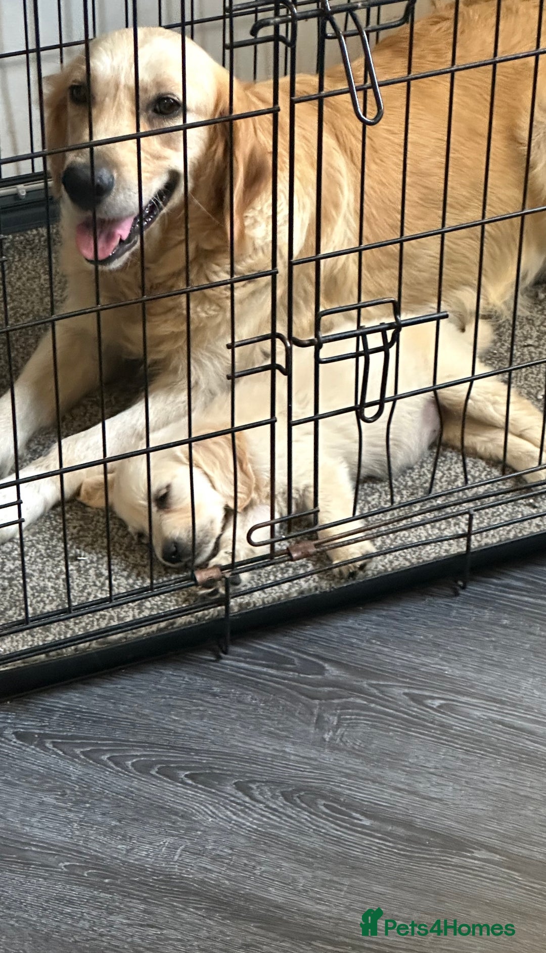 Golden Retriever dogs for sale: Adorable golden retrievers - Image 31